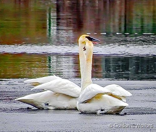 Heads Up_DSCF5794.jpg - Trumpeter Swans (Cygnus buccinator) photographed along the Rideau Canal Waterway at Smiths Falls, Ontario, Canada.